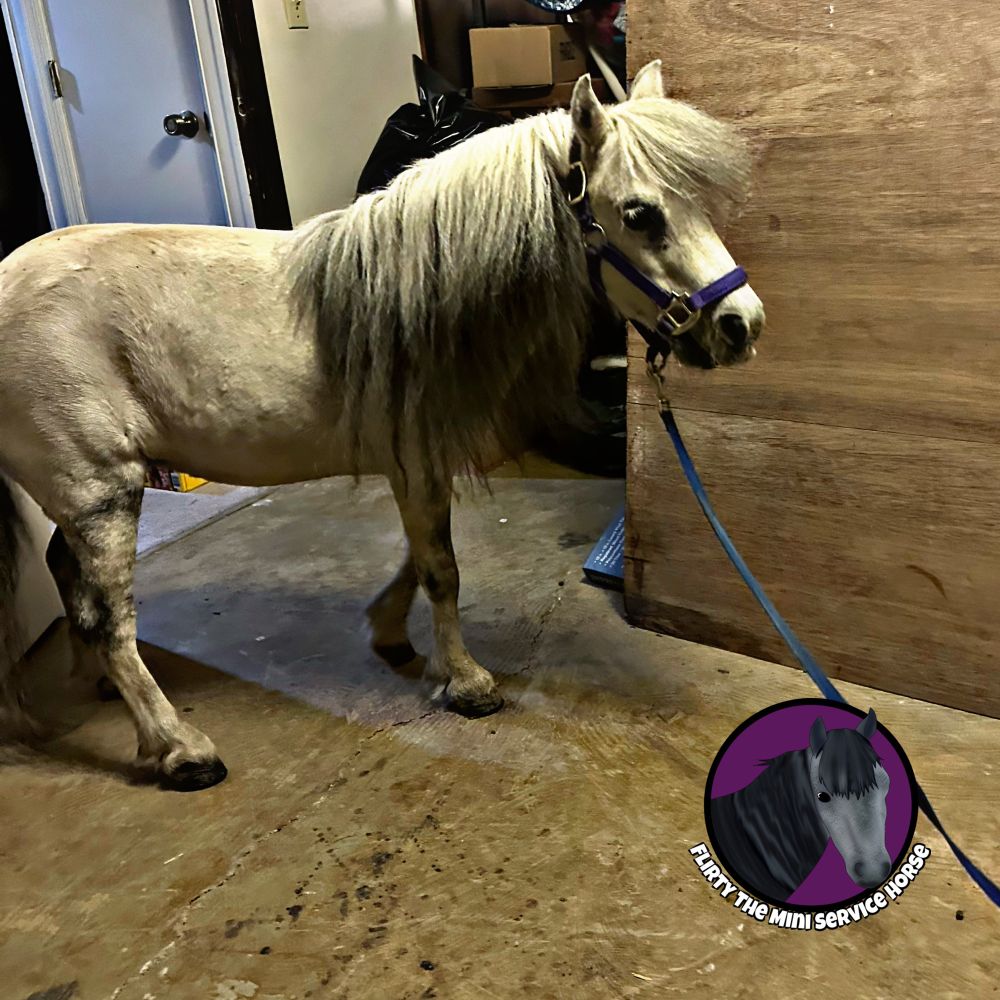 A grey mini horse standing in a storage/shelter room. She is wearing a purple halter and blue leash and looks uncharacteristically tense.