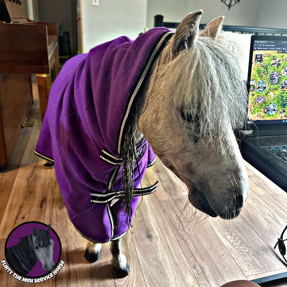 The same horse, standing in the living room beside a laptop. She is wearing a purple blanket that covers her from ears to tail. 
