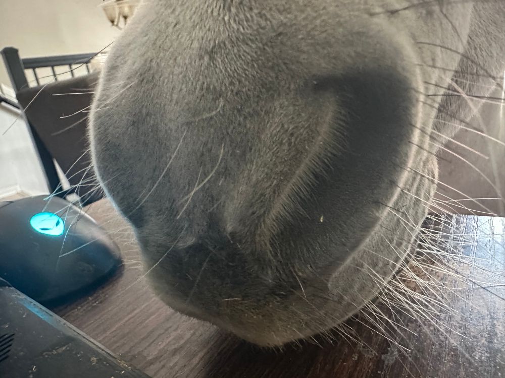 A close up of a grey mini horse’s nose. 