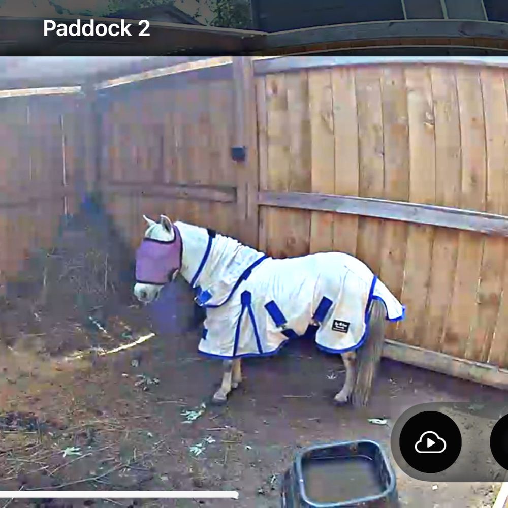A grey mini horse stands in a privacy fenced paddock. She is wearing a white fly sheet with blue trim and a purple fly mask. 