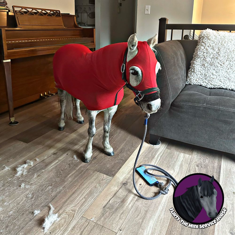 A grey mini horse standing in a living room near a piano. She is wearing a red body suit that covers her from nose to tail, with holes for her eyes and ears. She also has on a black halter and grey leash. There are clumps of hair on the floor nearby. 