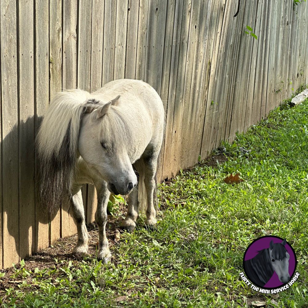 A particularly gorgeous picture of Flirty, a grey mini horse. She is standing in the grass beside a wooden privacy fence, facing the camera. Her head is turned slightly, giving you a glimpse of her long and luxurious mane. The early morning sunlight is hitting just right.