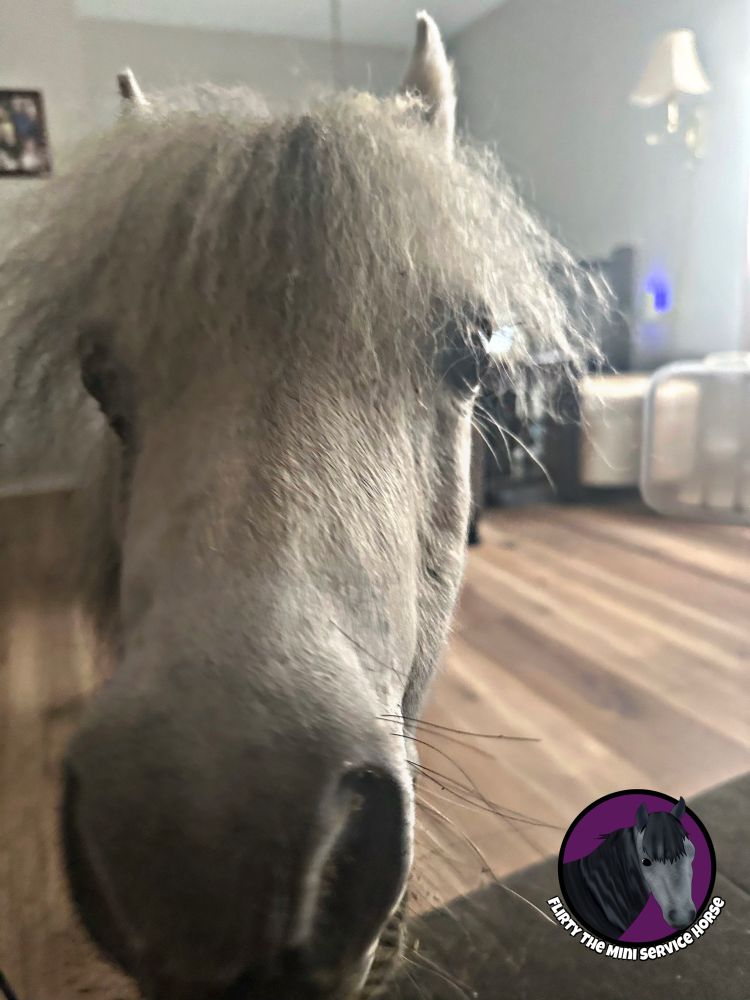 A grey mini horse in a living room, putting her nose right up to the camera. 