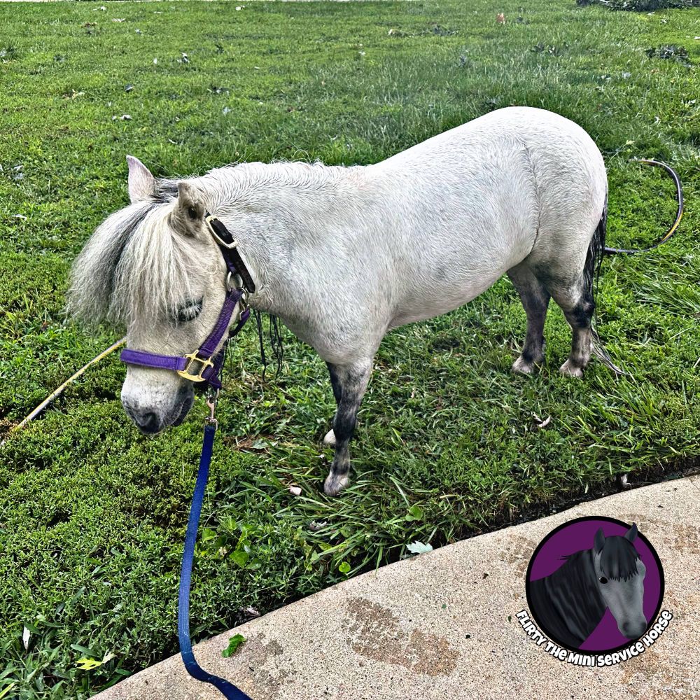 A wet, grey mini horse standing in a front yard. She looks unimpressed.