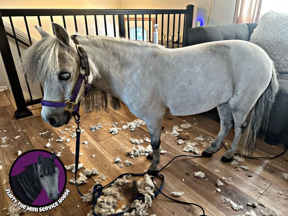 A grey mini horse, standing a living rooms wearing and facing left. Her coat is freshly clipped and looks neat and tidy. There is a ton of hair all over the floor. 