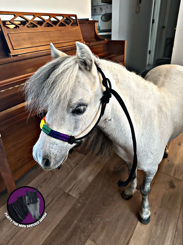 Flirty, a grey mini horse, standing in a living room beside a piano, wearing a black rope halter with a rainbow noseband.