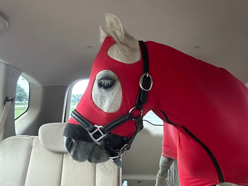 A grey mini horse in the back of an SUV, wearing a red Lycra body suit. 