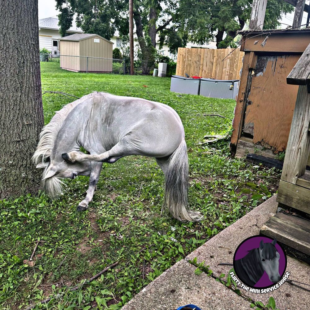 A grey mini horse in a suburban backyard. Her head is turned a little to one side and she is reaching forward with a back hoof to scratch behind her ear.