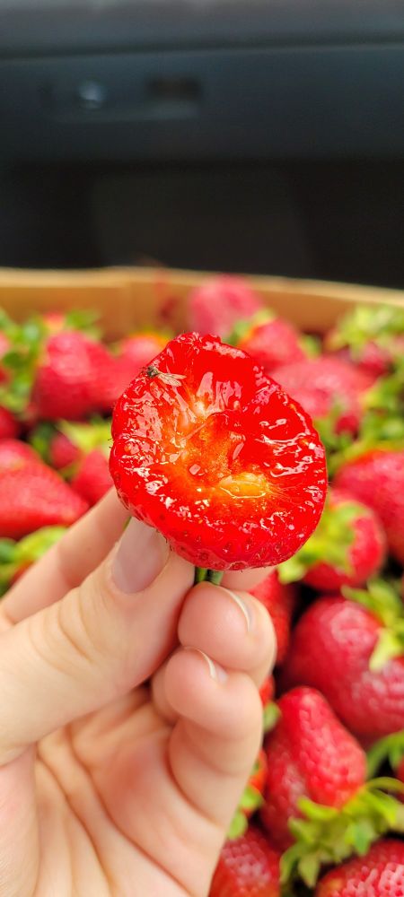 I bit into a fresh strawberry, and there was a prize inside. Extra protein!
