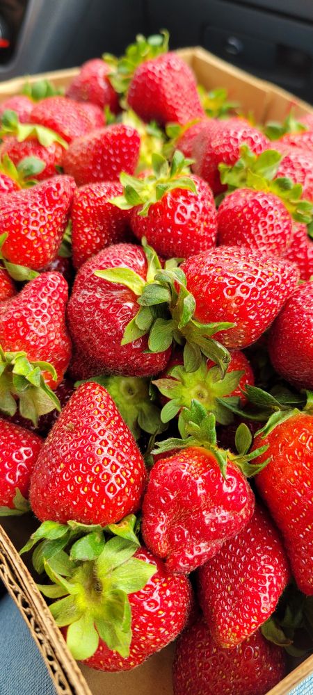 A friggin' lot of strawberries.