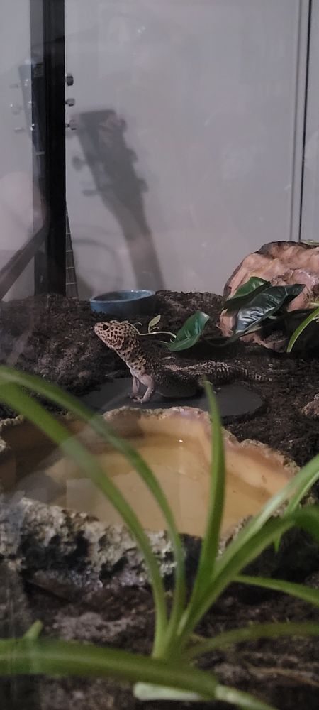 A leopard gecko sits on a slate rock in his tank.