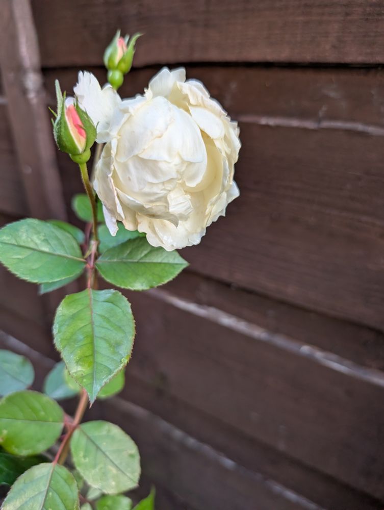 Desdemona rose late bloom