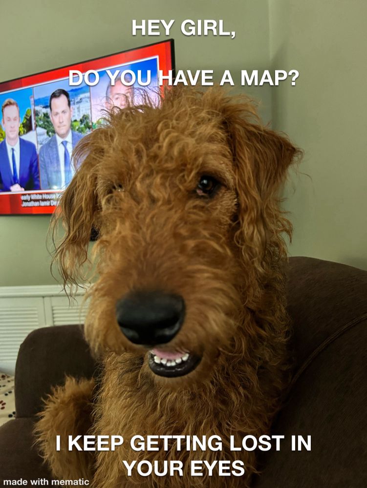 The image is of an Airdale terrier, looking coy, and the caption reads:

HEY GIRL,
DO YOU HAVE A MAP?

I KEEP GETTING LOST IN
YOUR EYES
