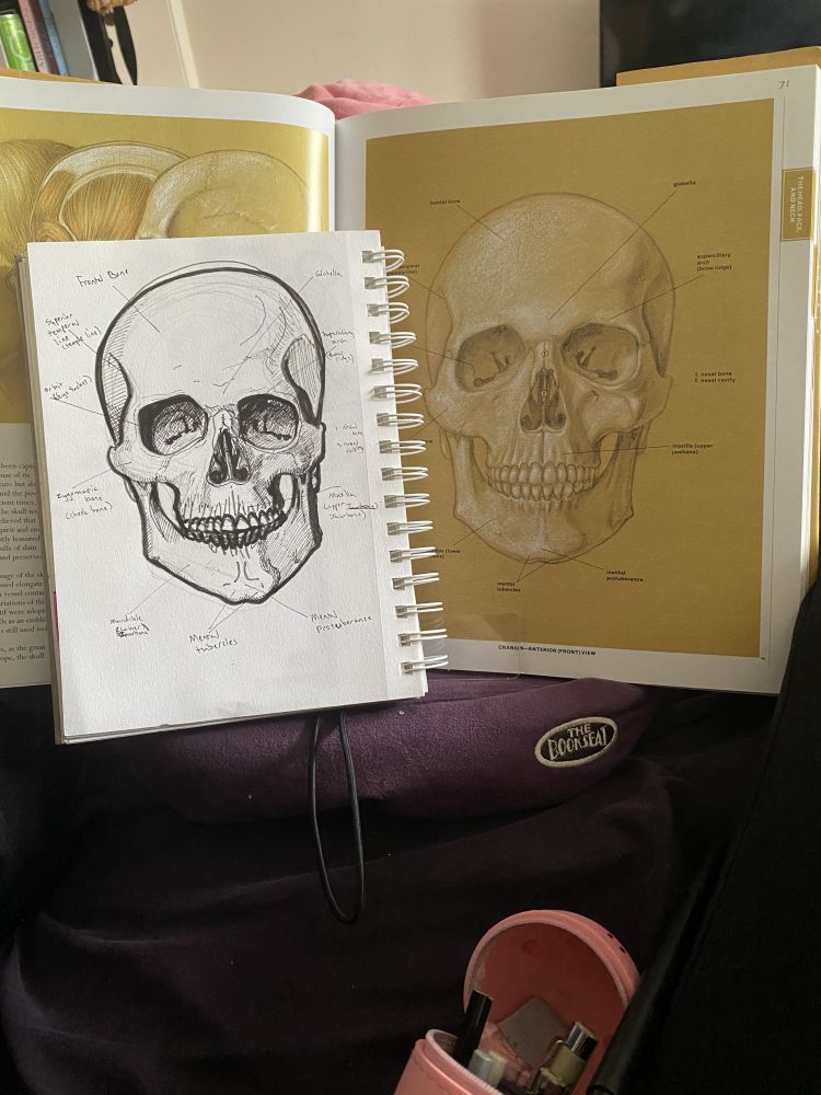 A drawing of a skull from the front labeled with its parts next to my sketch of the drawing.