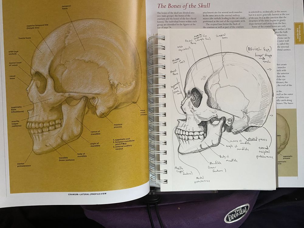 A drawing of a skull from the side labeled with its parts next to my sketch of the drawing.