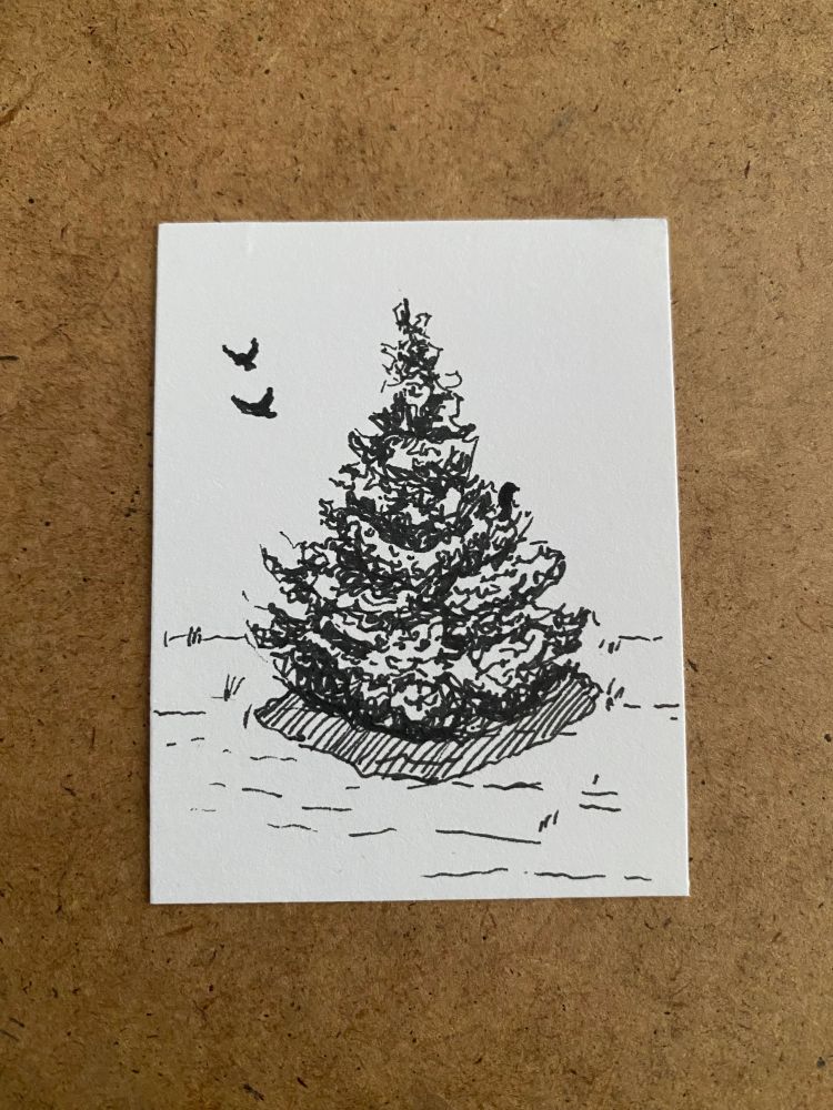 A pen drawing of a small evergreen tree with three birds.