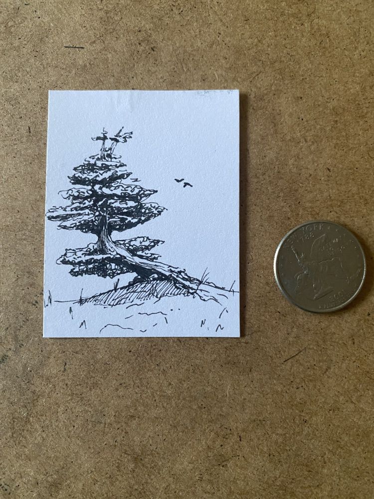 A drawing of a tree that survived windstorms, with two small birds flying in the distance. The drawing is next to a quarter for scale. 