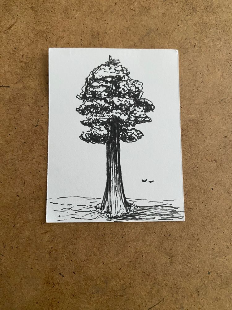 A drawing of a tree that resembles a Redwood. There are two birds flying in the distance.