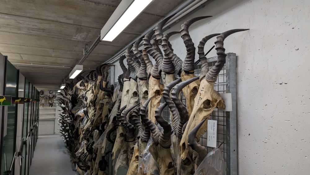 Hartebeest skulls at the collections of the Musee National d'Histoire Naturelle, Paris. 
