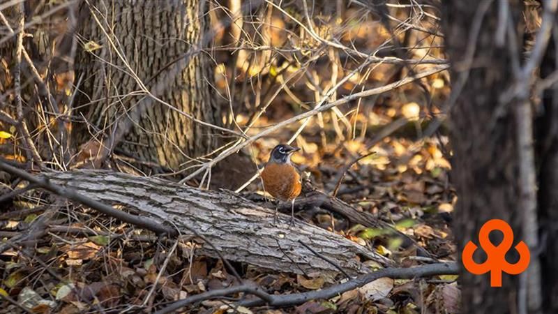 Un oiseau sur une branche dans un boisé.