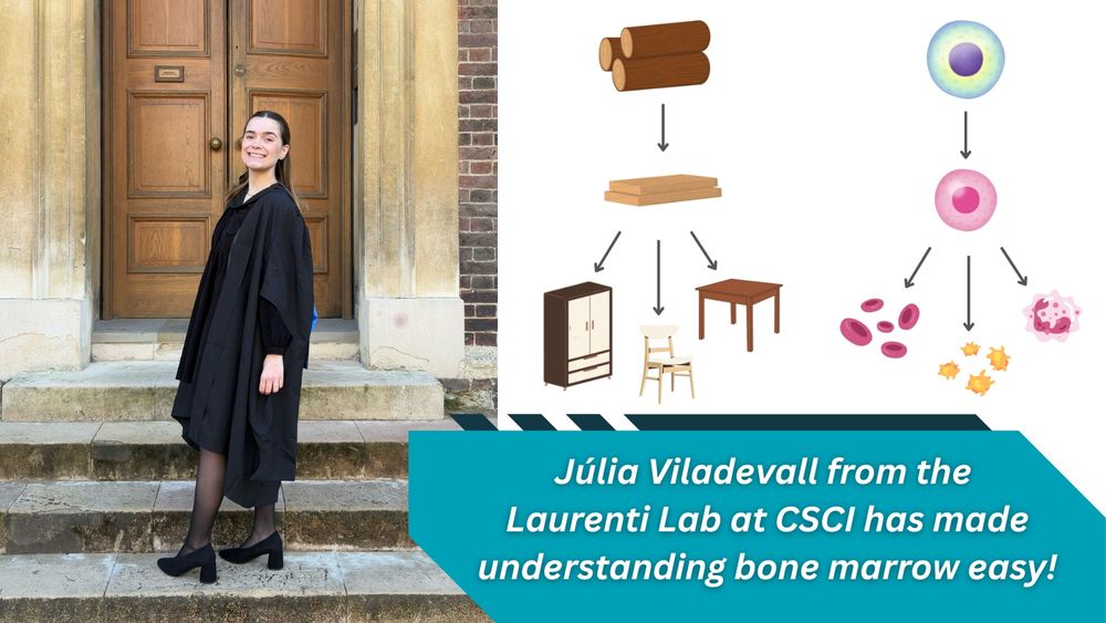 Photograph of article author Júlia Viladevall. 
An image depicting the comparison and similarity of a production chain in a furniture factory to the production of differentiated blood cells (erythrocytes, platelets and neutrophils) from hematopoietic stem cells. 
Text: 'Júlia Viladevall from the Laurenti Lab at CSCI has made understanding bone marrow easy!'