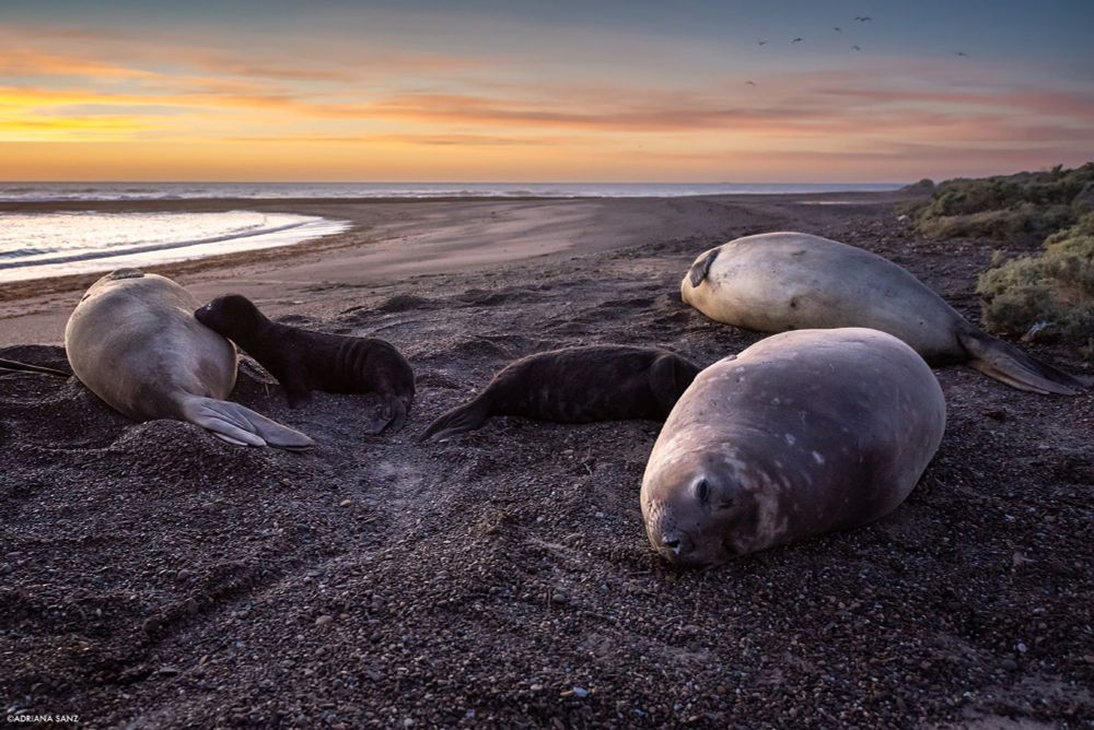 A healthy harem of elephant seals on a low density area of Argentina's coast.