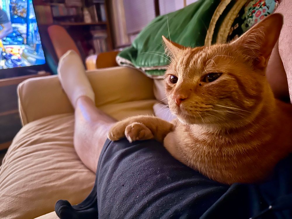 An orange cat on a lap, lit by TV glow.