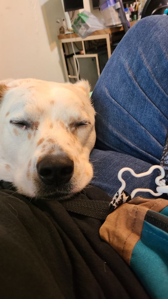 A big, square headed pit/heeler mix rests his disgustingly cute head on my stomach. His eyes are closed. He has ginger spots and white fur and a black nose. He is my son. 