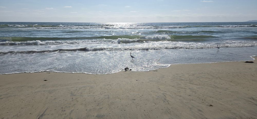An egret stands in the surf in silhouette on a beach in Southern California.