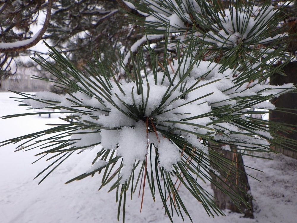 White pine covered in snow