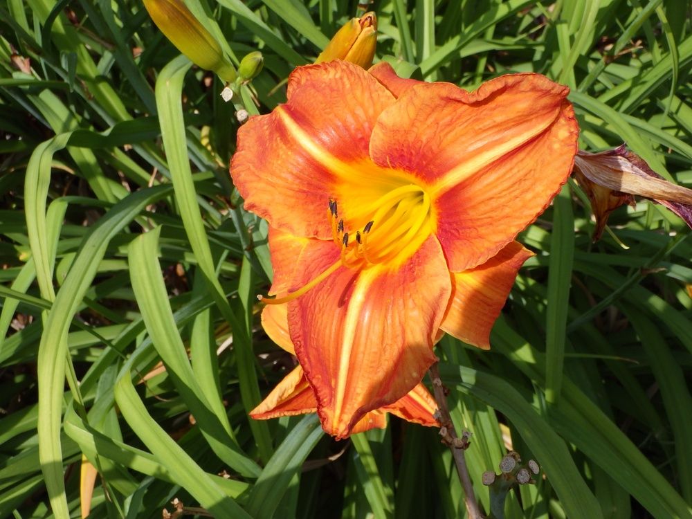 Hemerocallis fulva