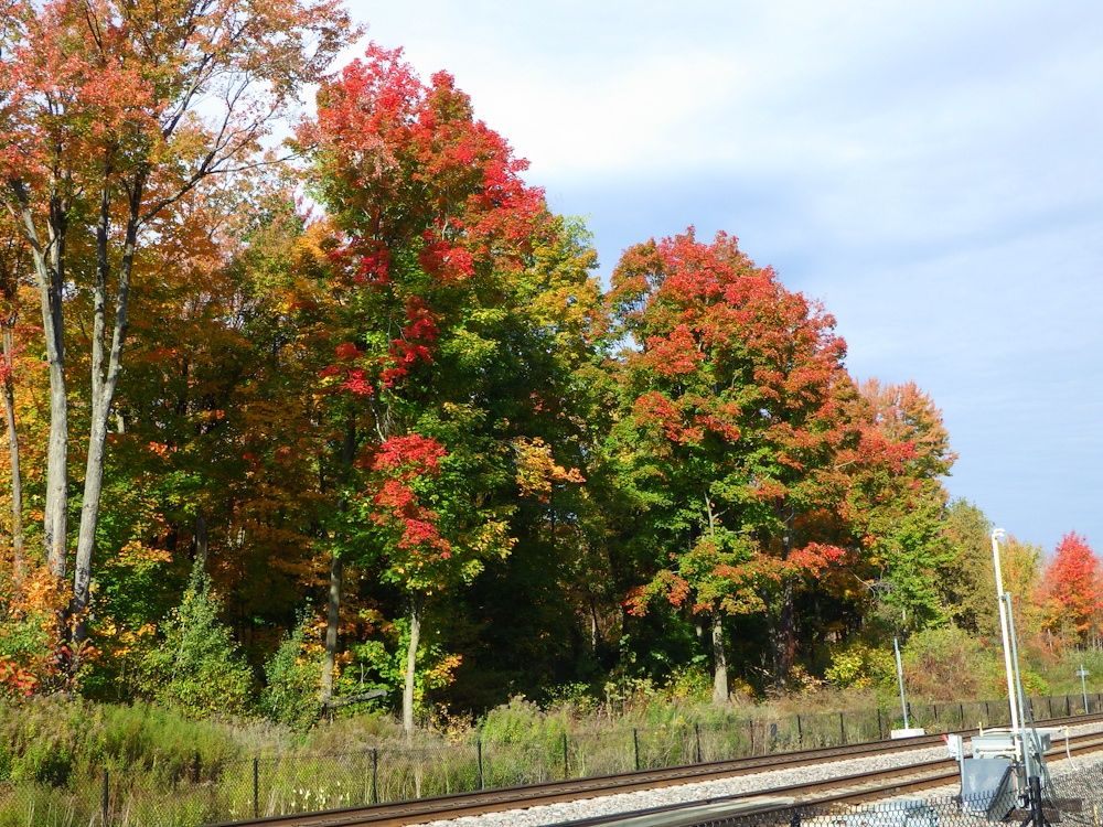 Fall colours