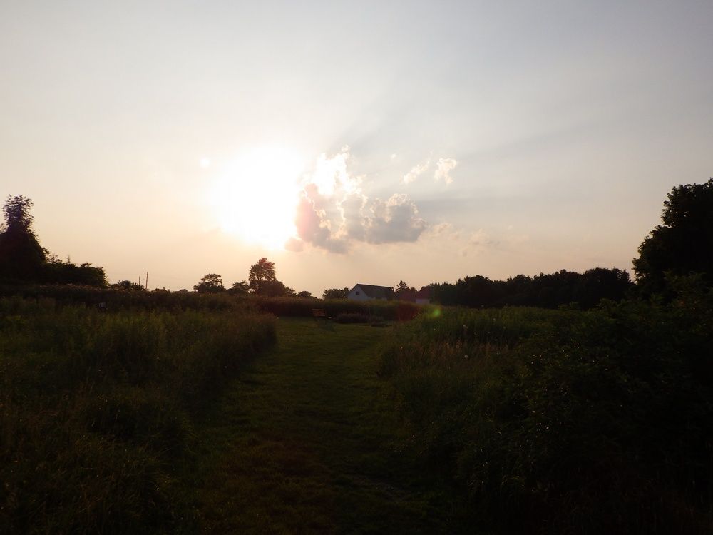 Sunset over the Experimental Farm