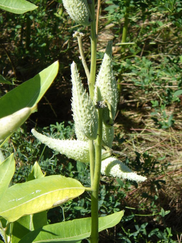 Milkweed pods
