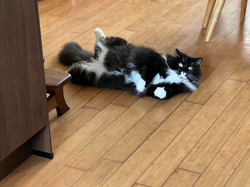 A fluffy black and white cat lies on his back on a wood floor, looking into the camera. 