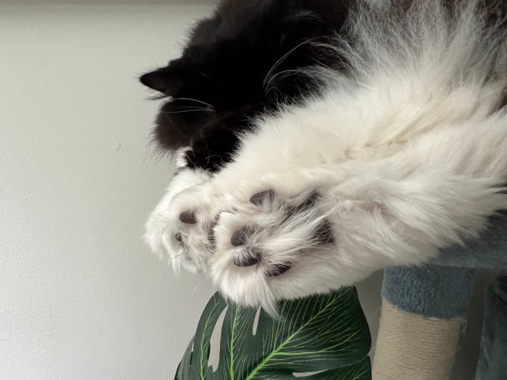 Giant floofy cat feet. 