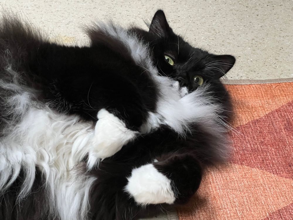 A fluffy black and white cat with lots of fluffy floof. 