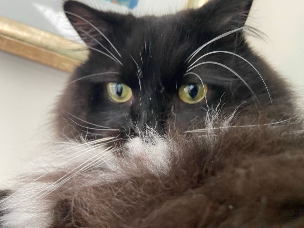A handsome black and white cat looks over his ruff fur.