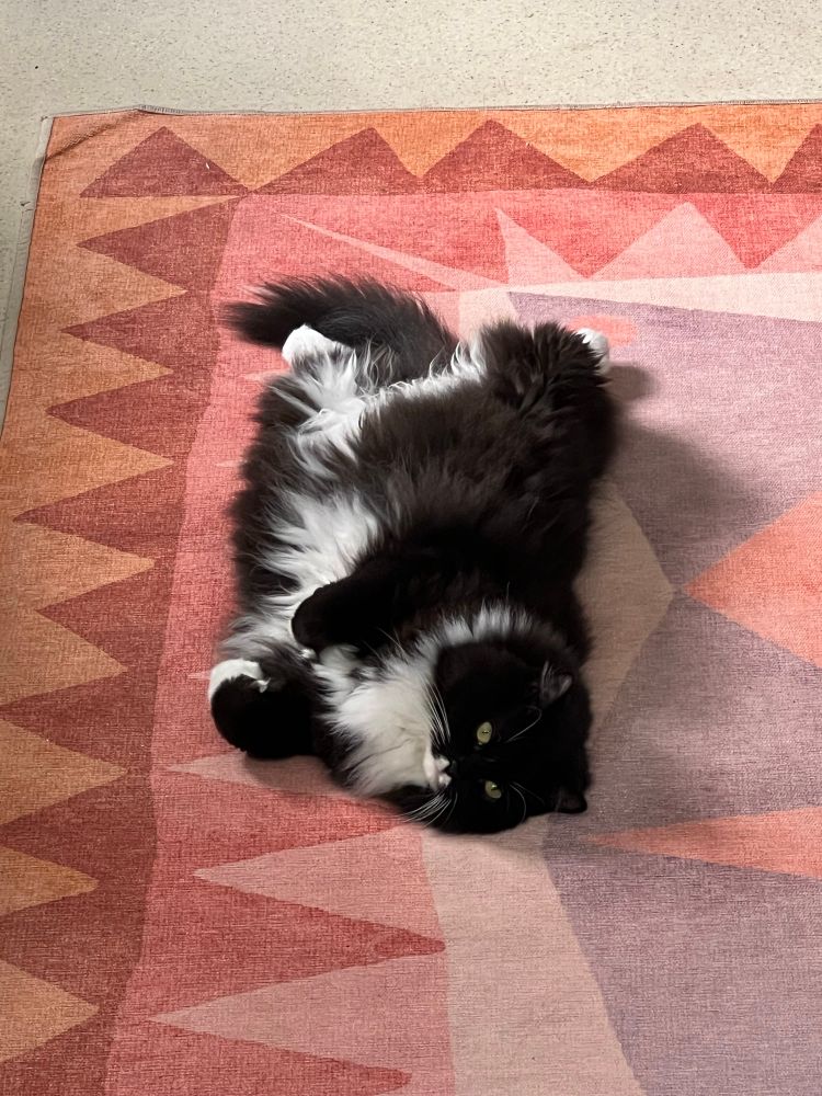 A handsome black and white cat lounges upside down on a patterned rug. 
