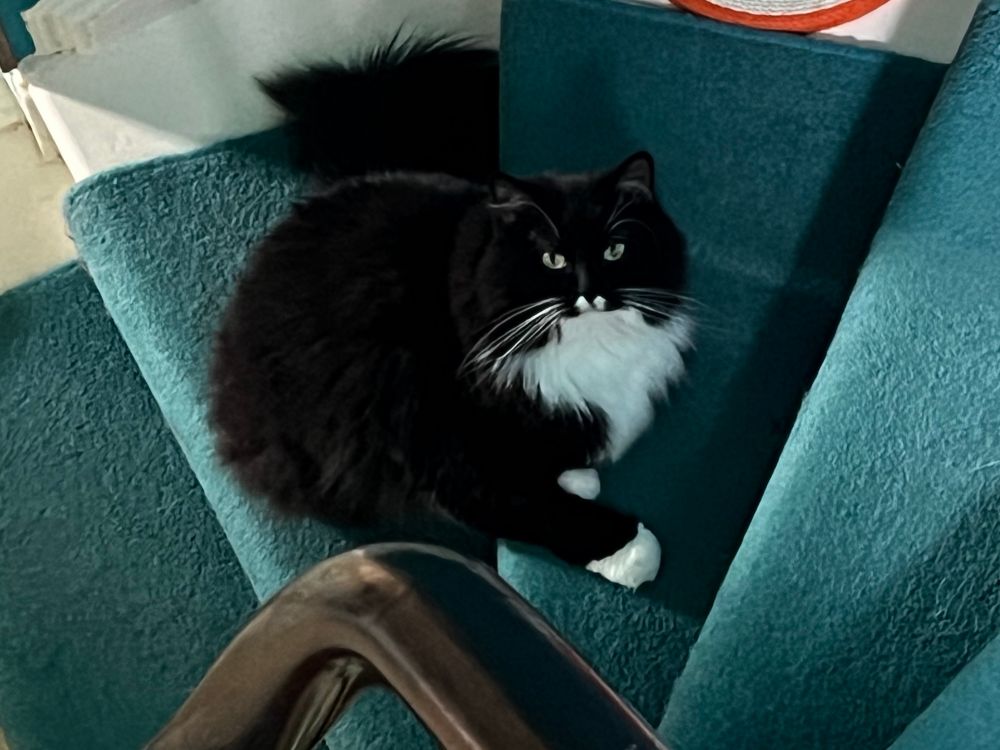 A handsome long haired black and white cat on carpeted stairs, seen from above