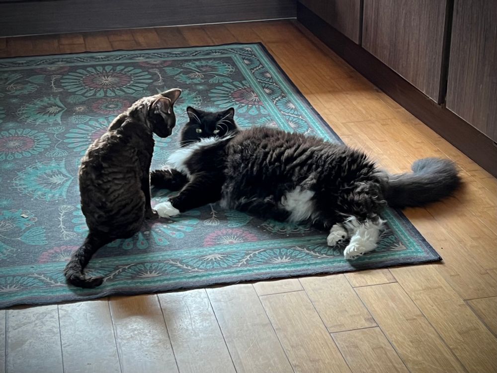A fluffy black and white cat lies on the floor, watched by a young cat. 