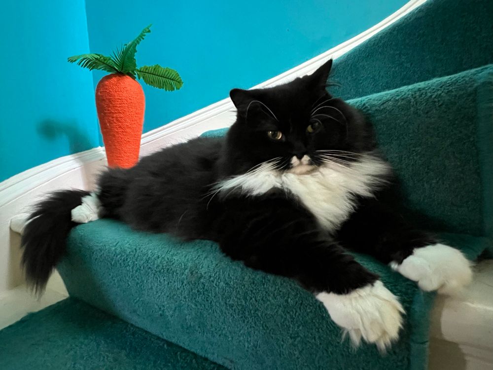 A fluffy black and white cat stretches out on carpeted stairs, displaying his fuzzy white paws.