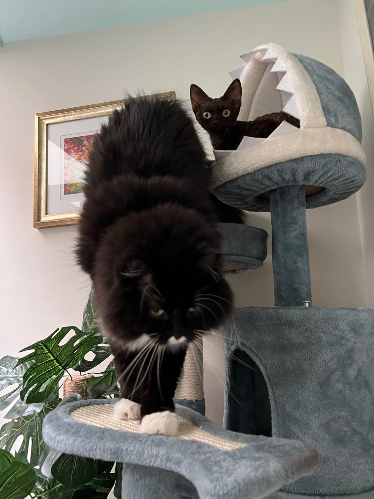A large, fluffy black and white cat steps down from a cat perch while, on the perch above, a young brown Devon Rex stares at the camera with big eyes. 