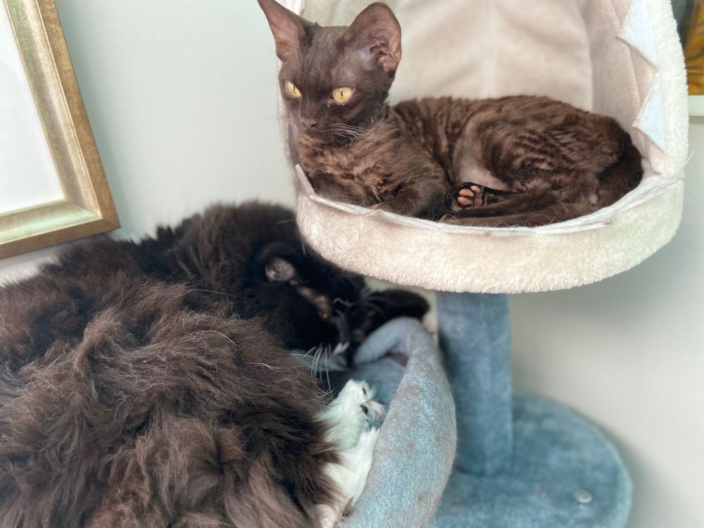 A fluffy black and white cat snoozes, while a brown Devon Rex looks alert. 