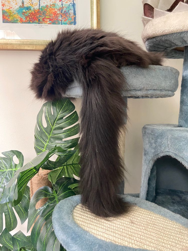 A long-haired cat’s tail hangs down from the perch where he lies asleep.