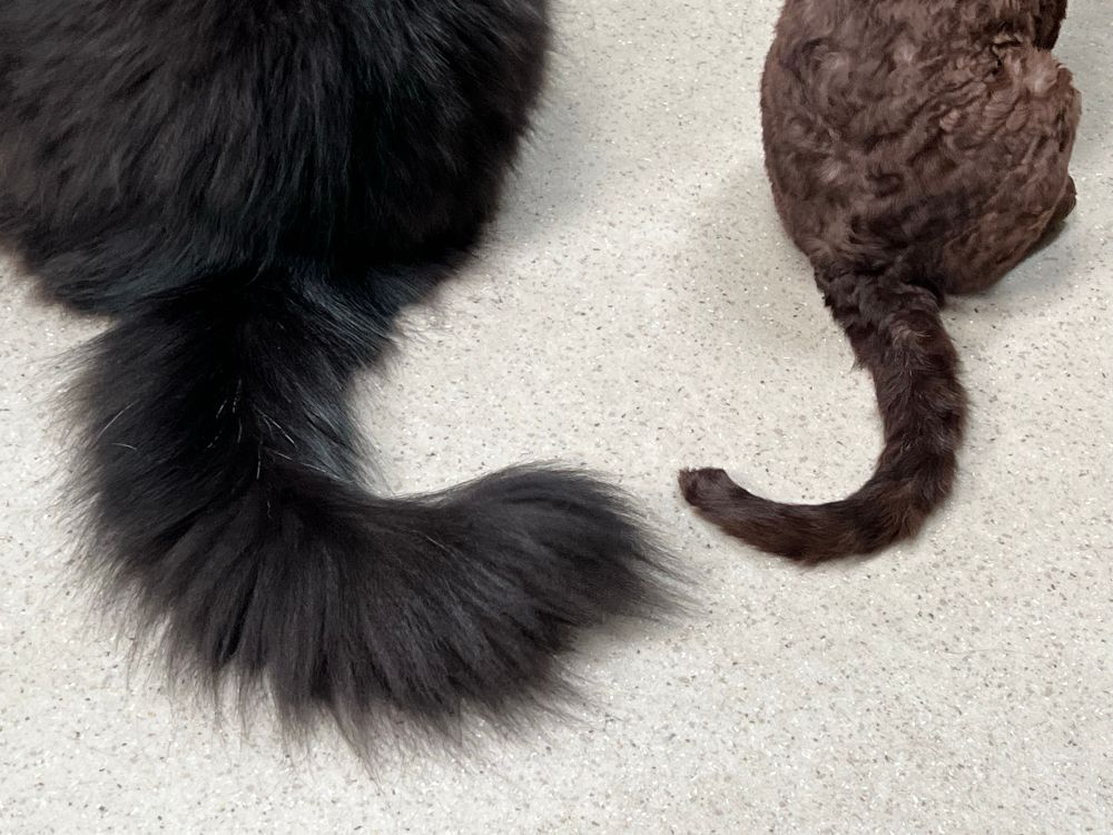 Two cat tails: One long, black and fluffy, one short, brown and slim.