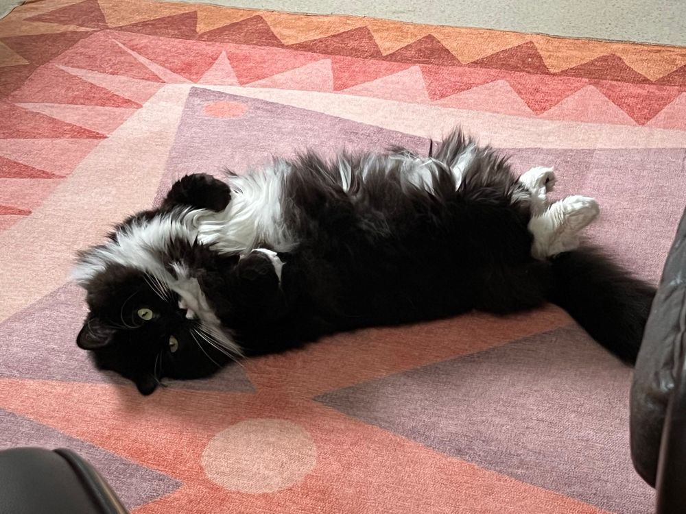 A large and fluffy black-and-white cat lies on his back on a patterned rug