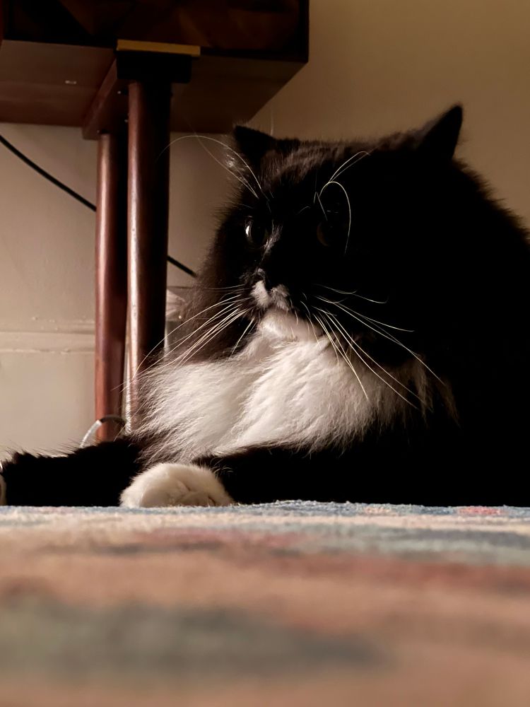 Moody shot of a handsome black and white cat. 