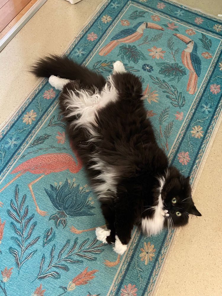 A handsome black and white cat lounges, half upside-down, on a patterned rug. 