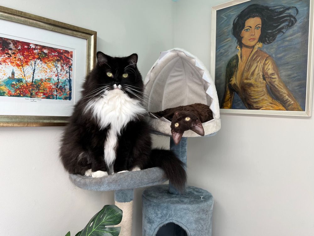 A large and fluffy black and white cat sits elegantly for his portrait, while a small brown cat looks at the camera upside down. 
